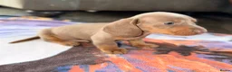 Miniature Dachshund dogs for sale: Beautiful miniature dachshund pups.  - Advert 21