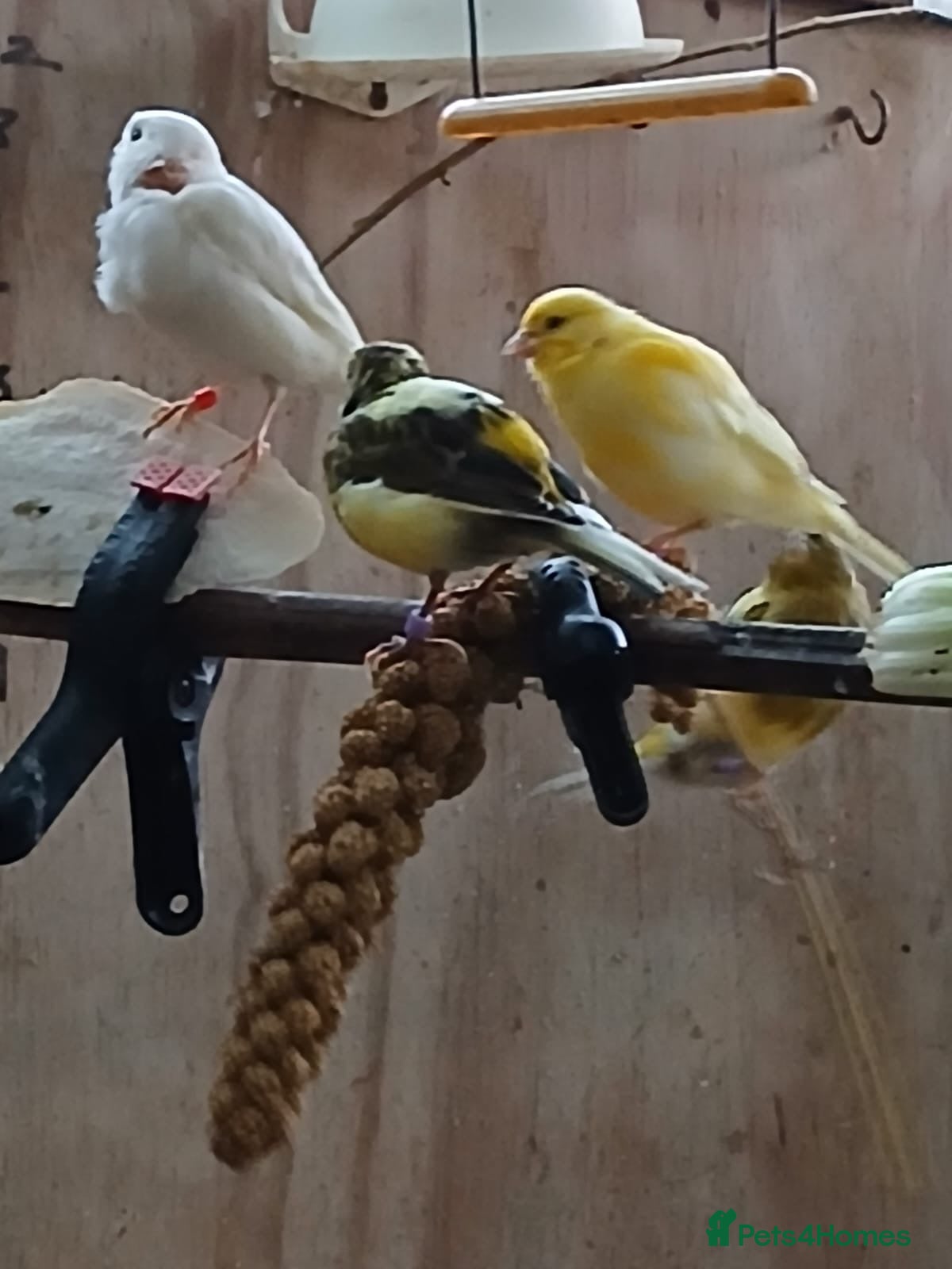 Canaries birds Mixed canaries  - Advert 1