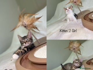 Mixed Breed cats Kittens 8 weeks old ready now - Advert 5