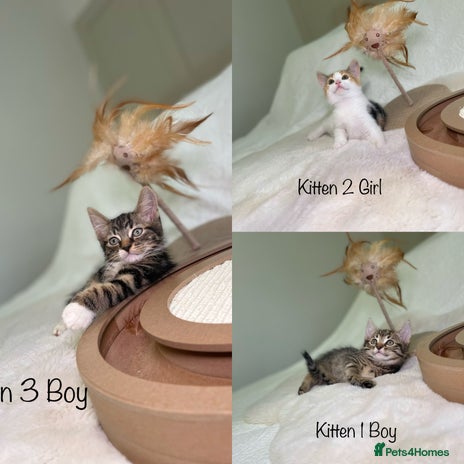 Mixed Breed cats Kittens 8 weeks old ready now - Advert 2