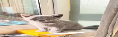 British Shorthair 1