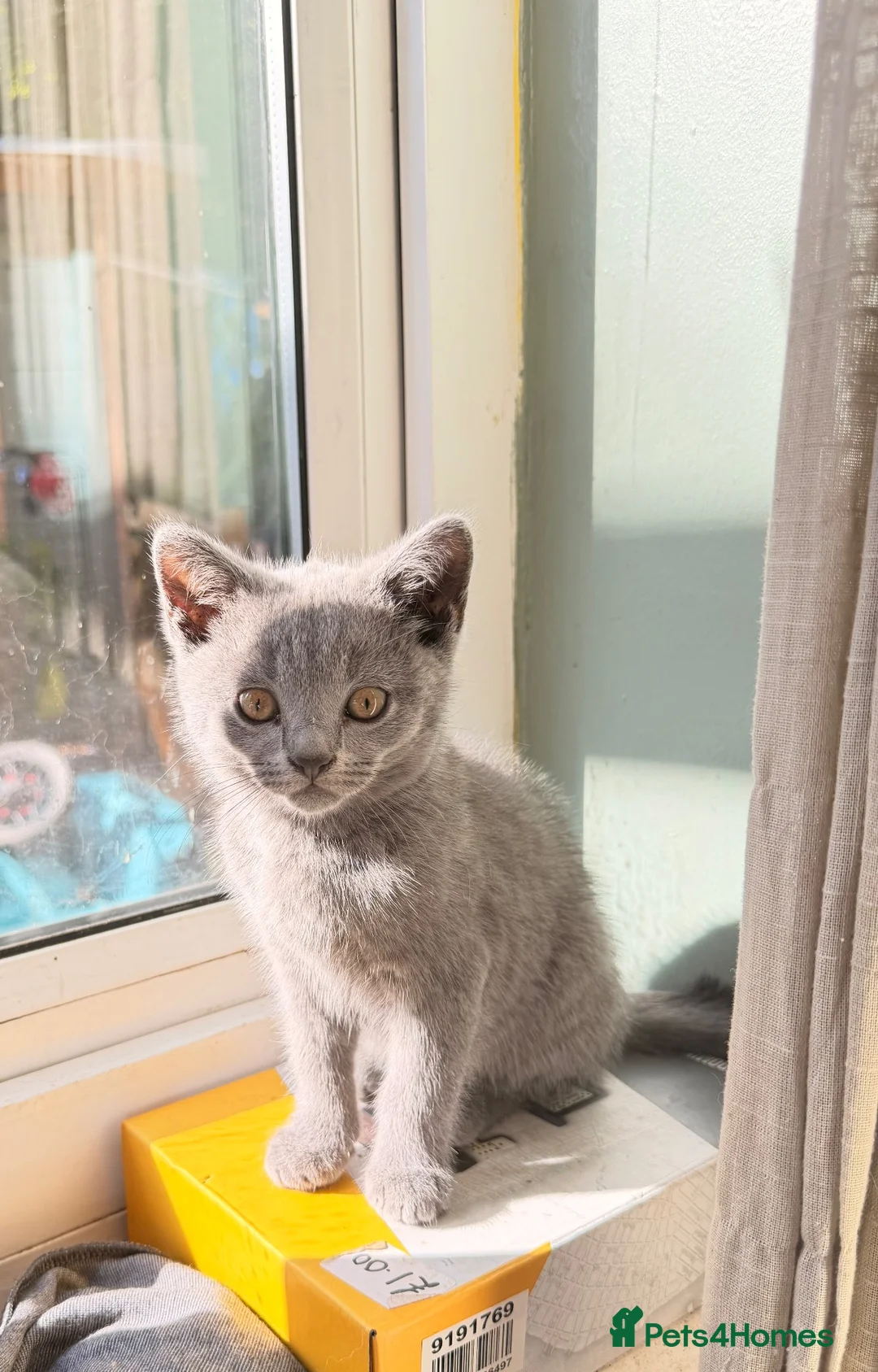British Shorthair cats for sale: British shorthair kittens - Advert 2