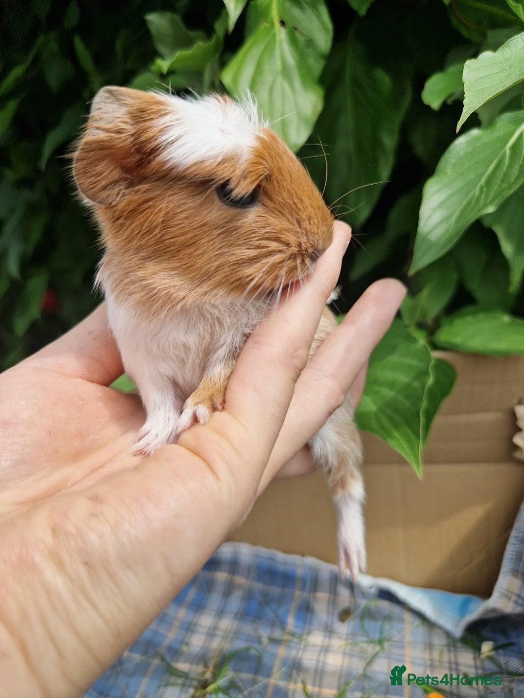 Guinea Pig rodents for sale: 2 beautiful babies arrive reserve Now  in Darwen - Image 15
