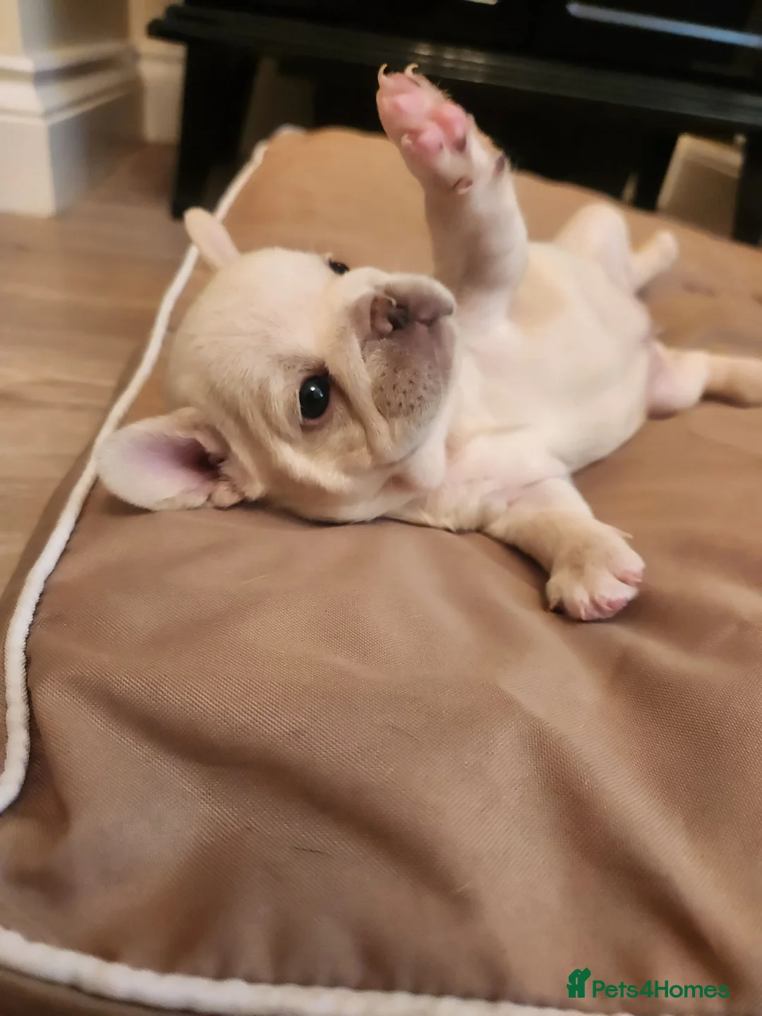 French Bulldog dogs for sale: Beautiful French Bulldog Puppies - Advert 1