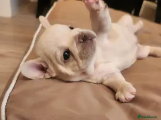 French Bulldog dogs Beautiful French Bulldog Puppies - Advert 1