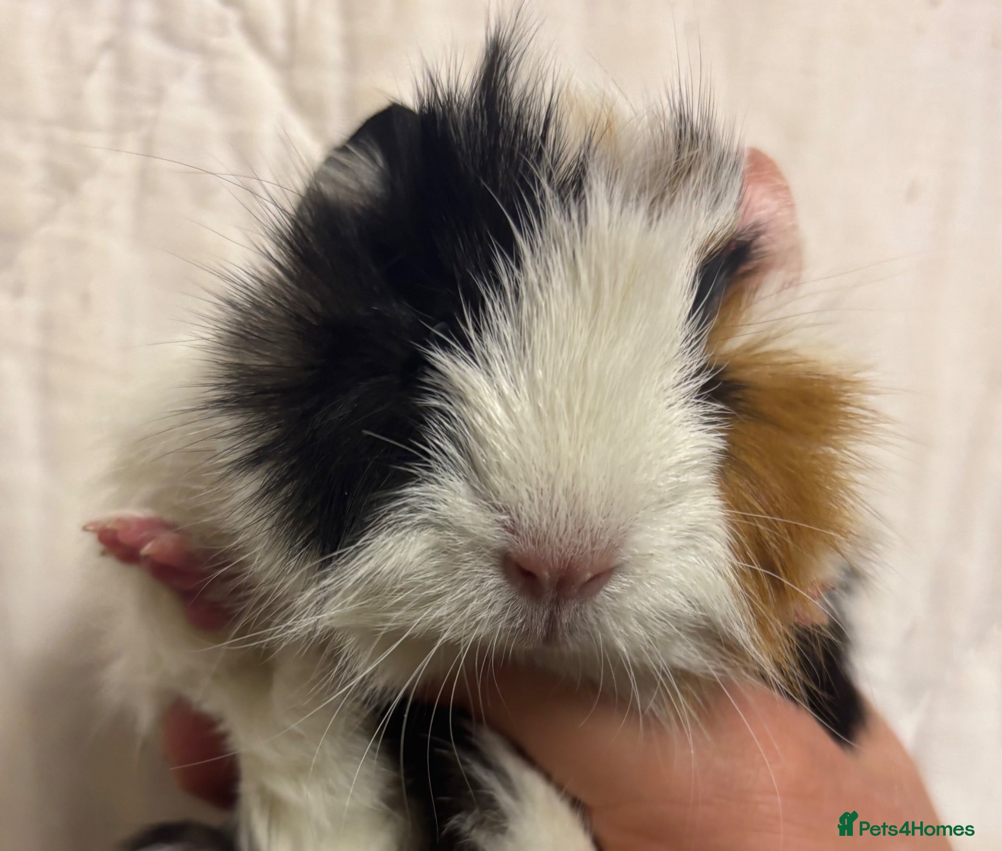 Guinea Pig rodents Baby Female Guinea Pigs For Sale  - Advert 1