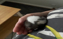 Hamster rodents for sale: Hamster with home and accessories  - Image 2