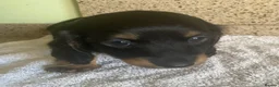 Miniature Dachshund dogs for sale: MINIATURE DACHSHUND PUPPIES  - Advert 24