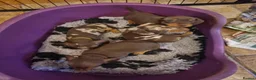 Miniature Dachshund dogs for sale: Gorgeous Chocolate and Dapple PRA Clear - Advert 3