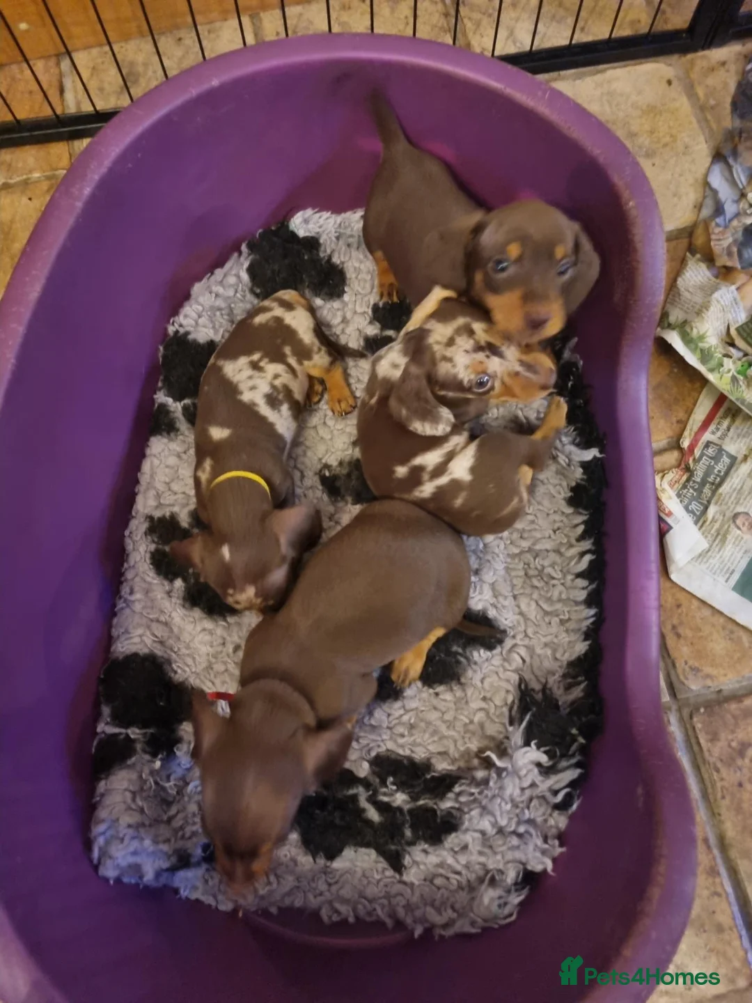 Miniature Dachshund dogs for sale: Gorgeous Chocolate and Dapple PRA Clear - Advert 3