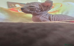 Sphynx cats for sale: Elf sphynx - Image 10