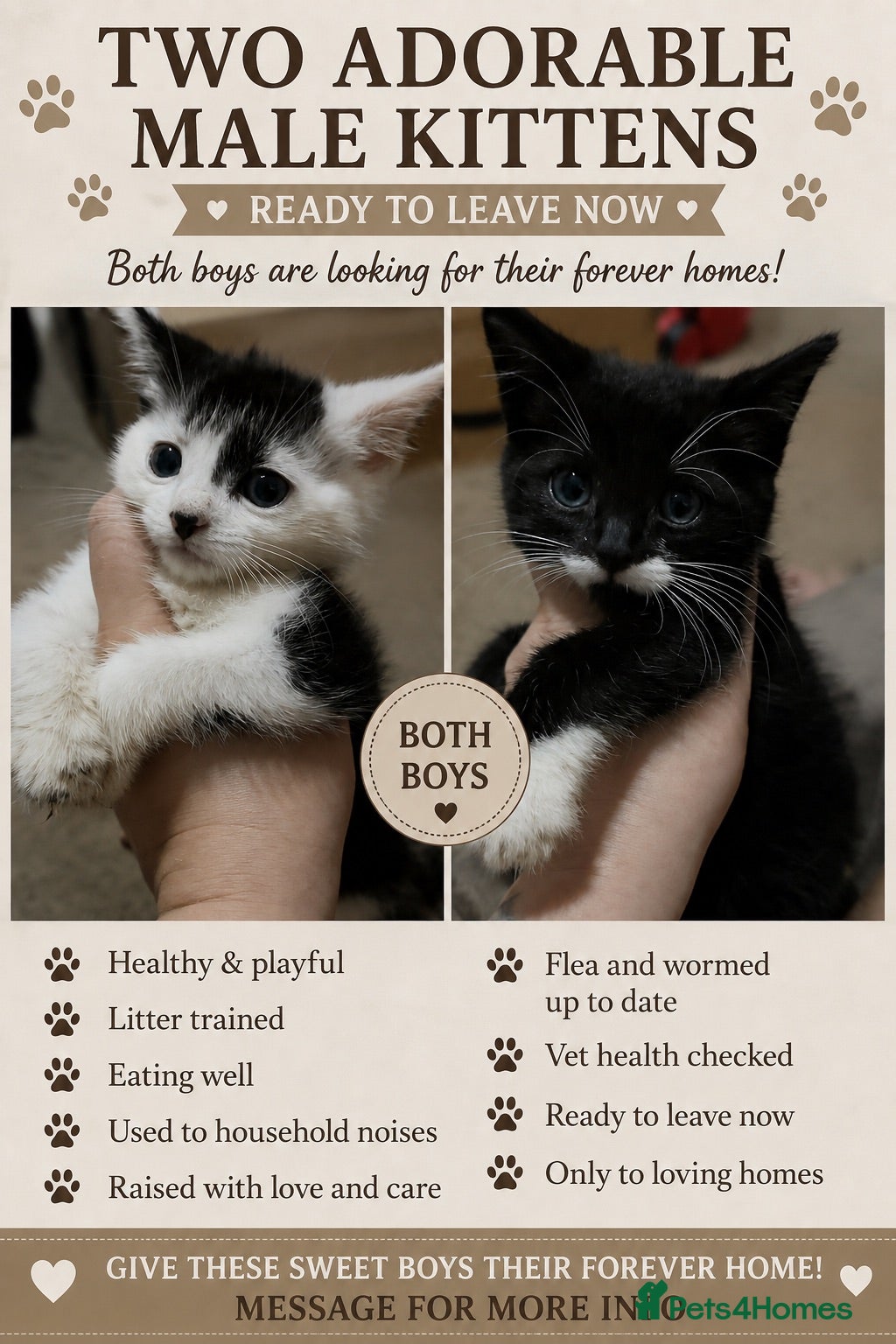 Mixed Breed cats Ready now!!! - Advert 8