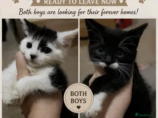 Mixed Breed cats Ready now!!! - Advert 5