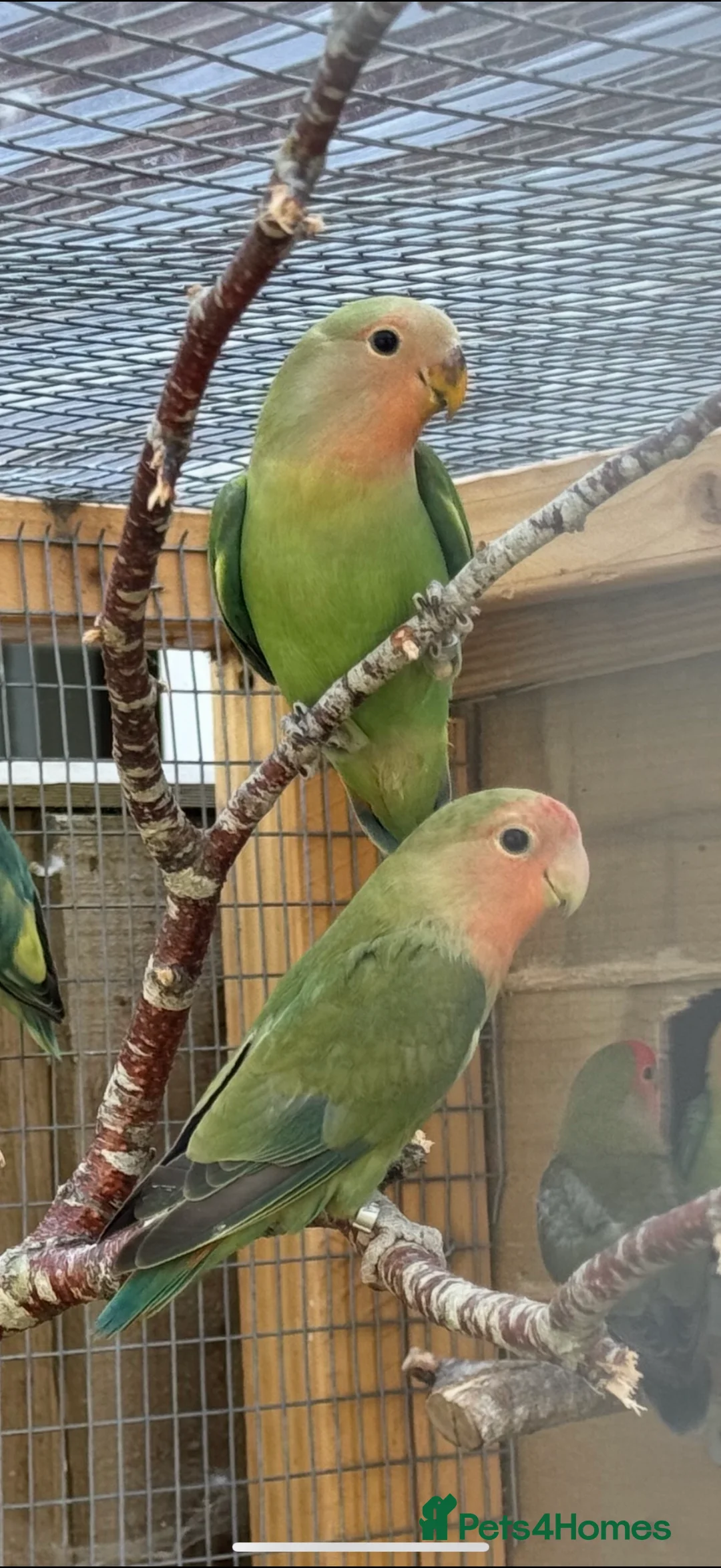 Budgerigars birds for sale: Lovebirds for Sale! - Advert 2