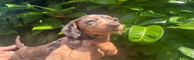 Dachshund 3