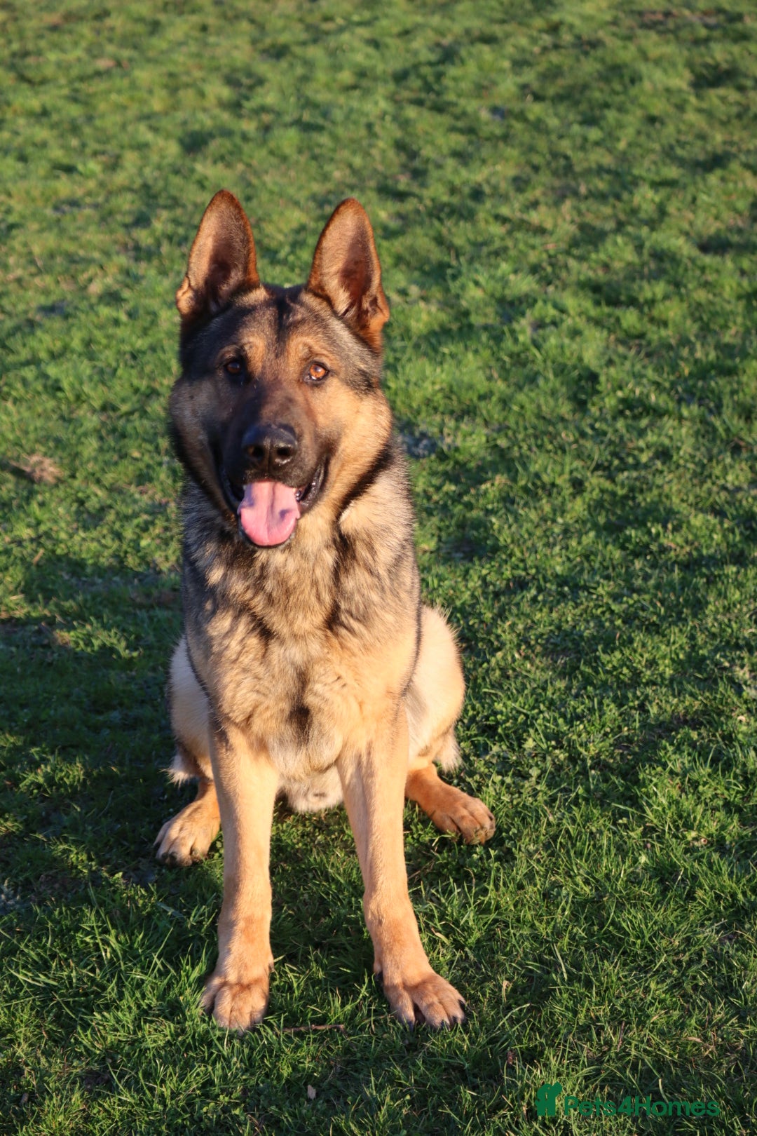 German Shepherd dogs for sale: Chewbacca the handsome gsd  - Advert 4