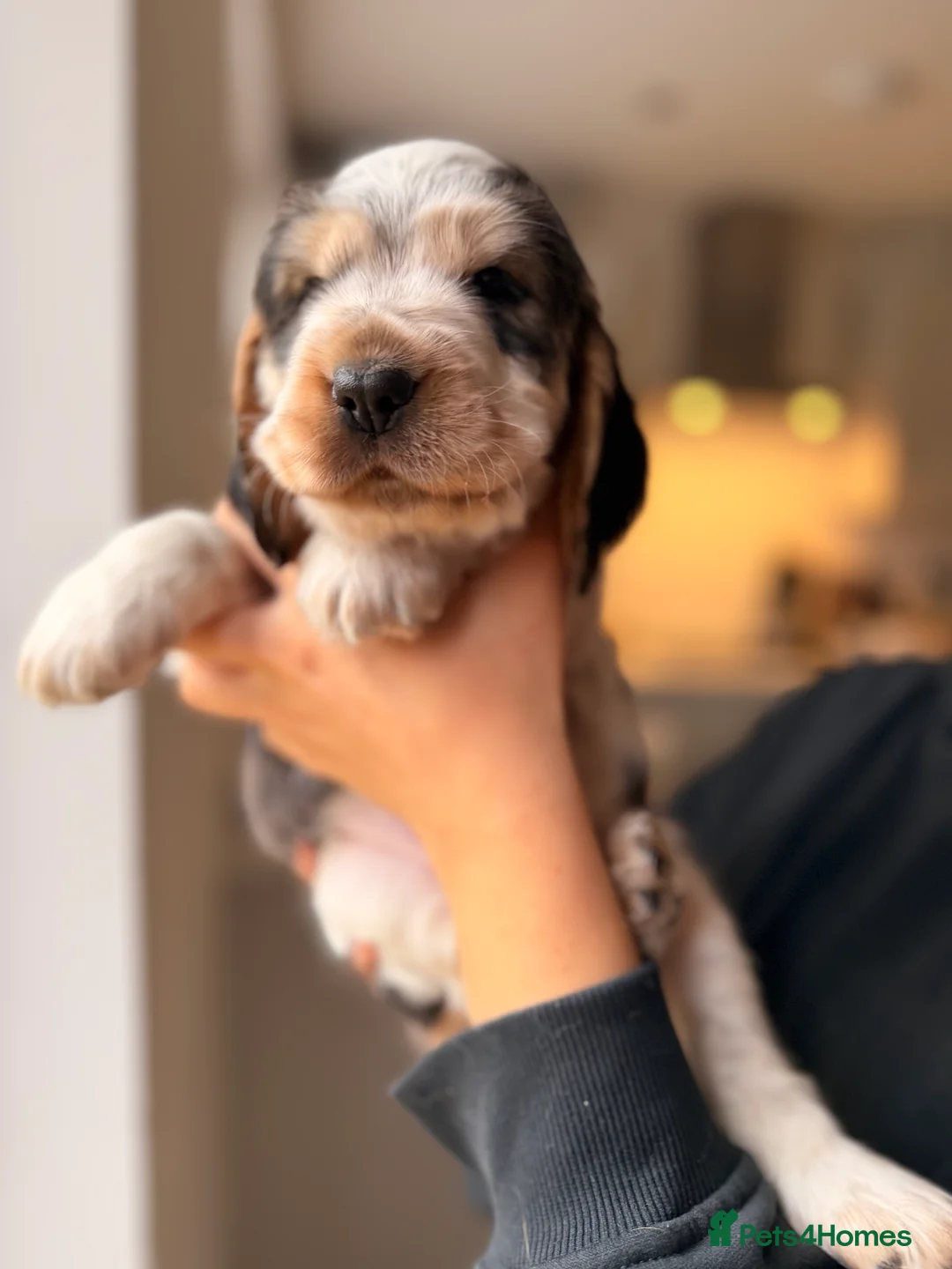 Cocker Spaniel dogs for sale: Adorable show cocker spaniel boys! Last Boy left - Advert 7