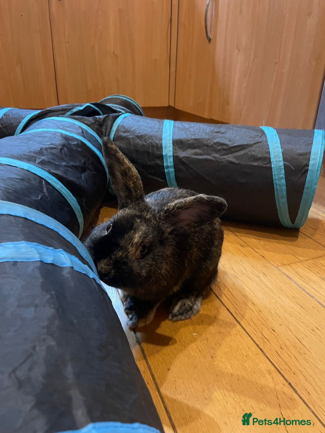 Mixed Breed rabbits for sale: Two Male Rabbits for Rehoming  - Advert 2