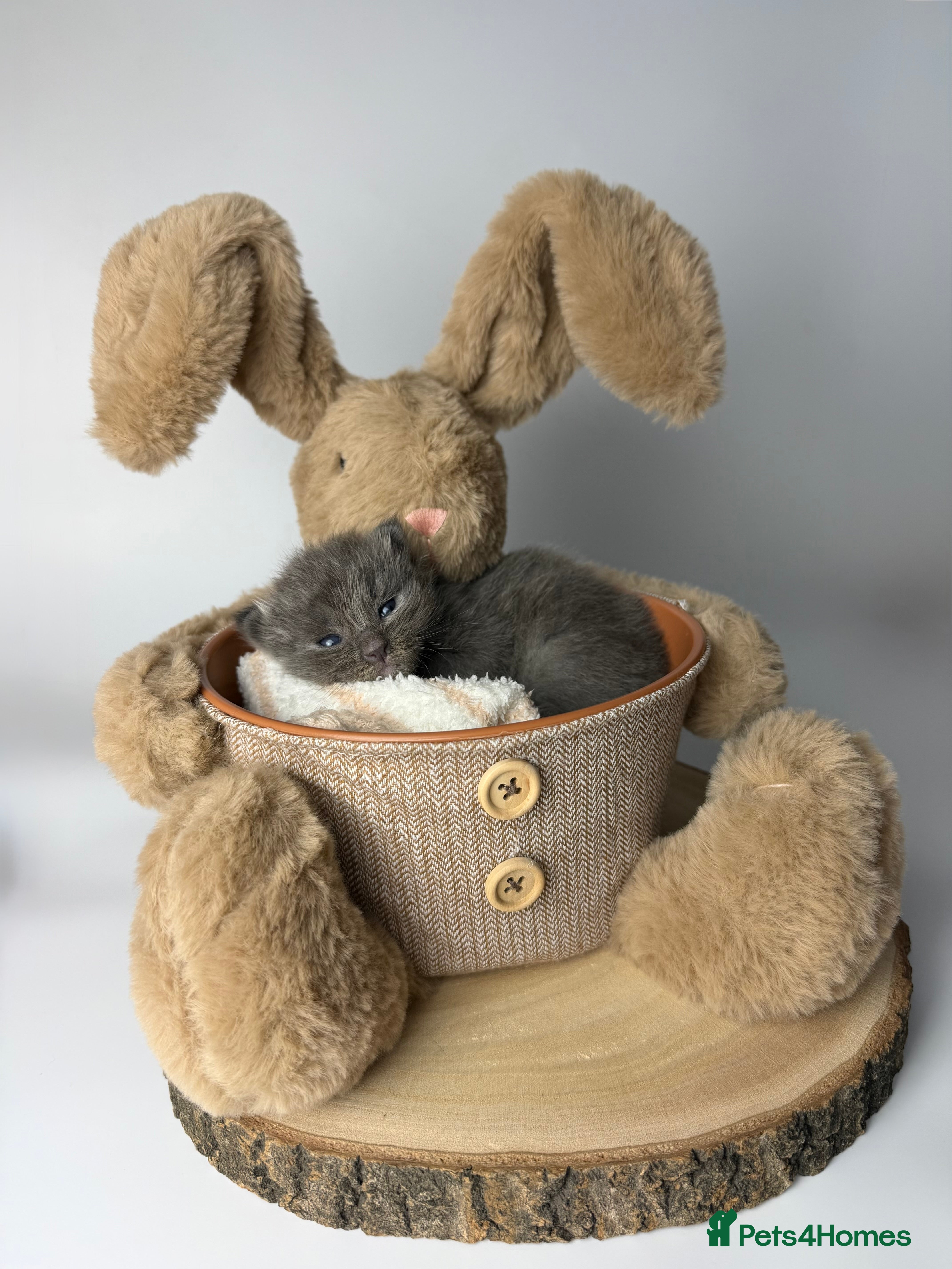 Mixed Breed cats 🤍 RAGDOLL X MC KITTENS | HEALTH-TESTED PARENTS - Advert 17