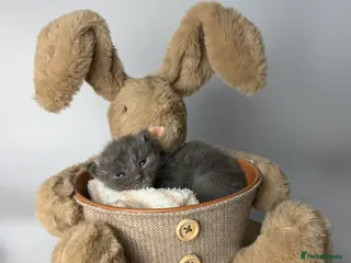 Mixed Breed cats 🤍 RAGDOLL X MC KITTENS | HEALTH-TESTED PARENTS - Advert 18