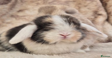 Mini Lop rabbits Mini lops various age and price see description.  - Advert 2