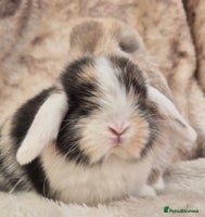 Mini Lop rabbits Mini lops various age and price see description. - Advert 4