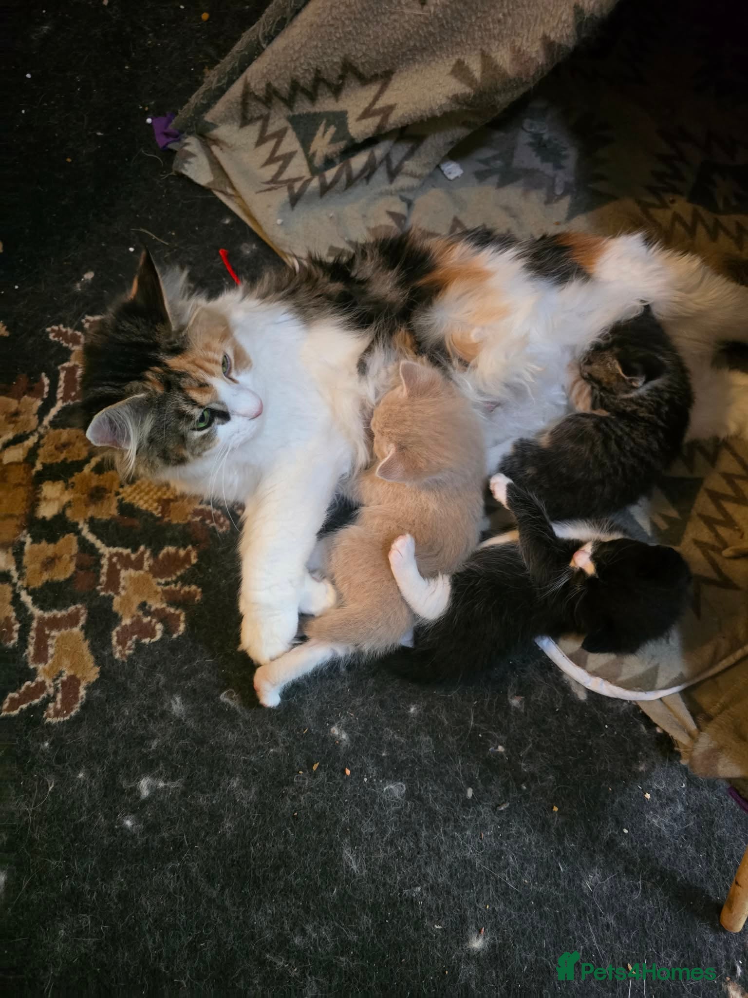 Maine Coon cats Maine coon cross kittens - Advert 3