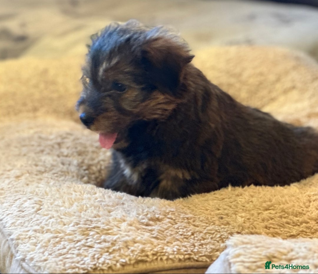 Norfolk Terrier dogs for sale: Stunning kc reg norfolk terrier boys  - Advert 13