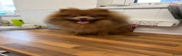Pomeranian dogs for stud: 🐻 Beautiful Proven Pomeranian Stud – Bear 💙 - Advert 3