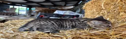 Mixed Breed cats for sale: Gorgeous little litter of friendly kittens - Advert 8