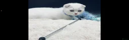 Scottish Fold cats for sale: TICA Registered Scottish Fold Kittens - Advert 2