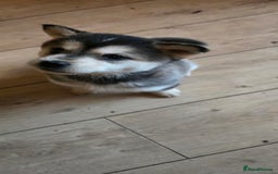 Mixed Breed dogs for sale: Two adorable male Chowski pups for sale - Advert 36