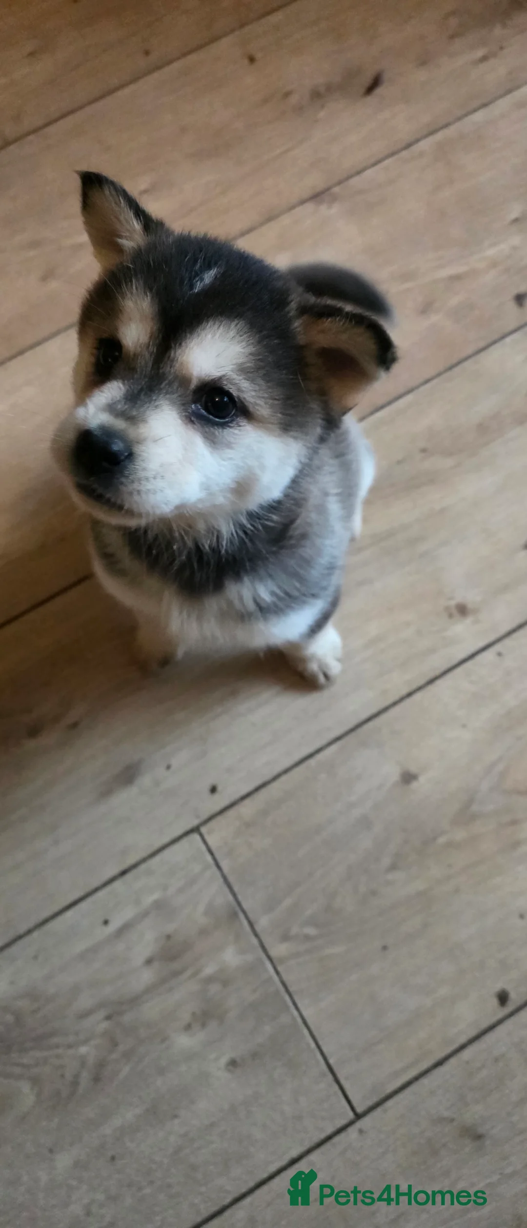 Mixed Breed dogs for sale: adorable male Chowski pup for sale - Advert 37