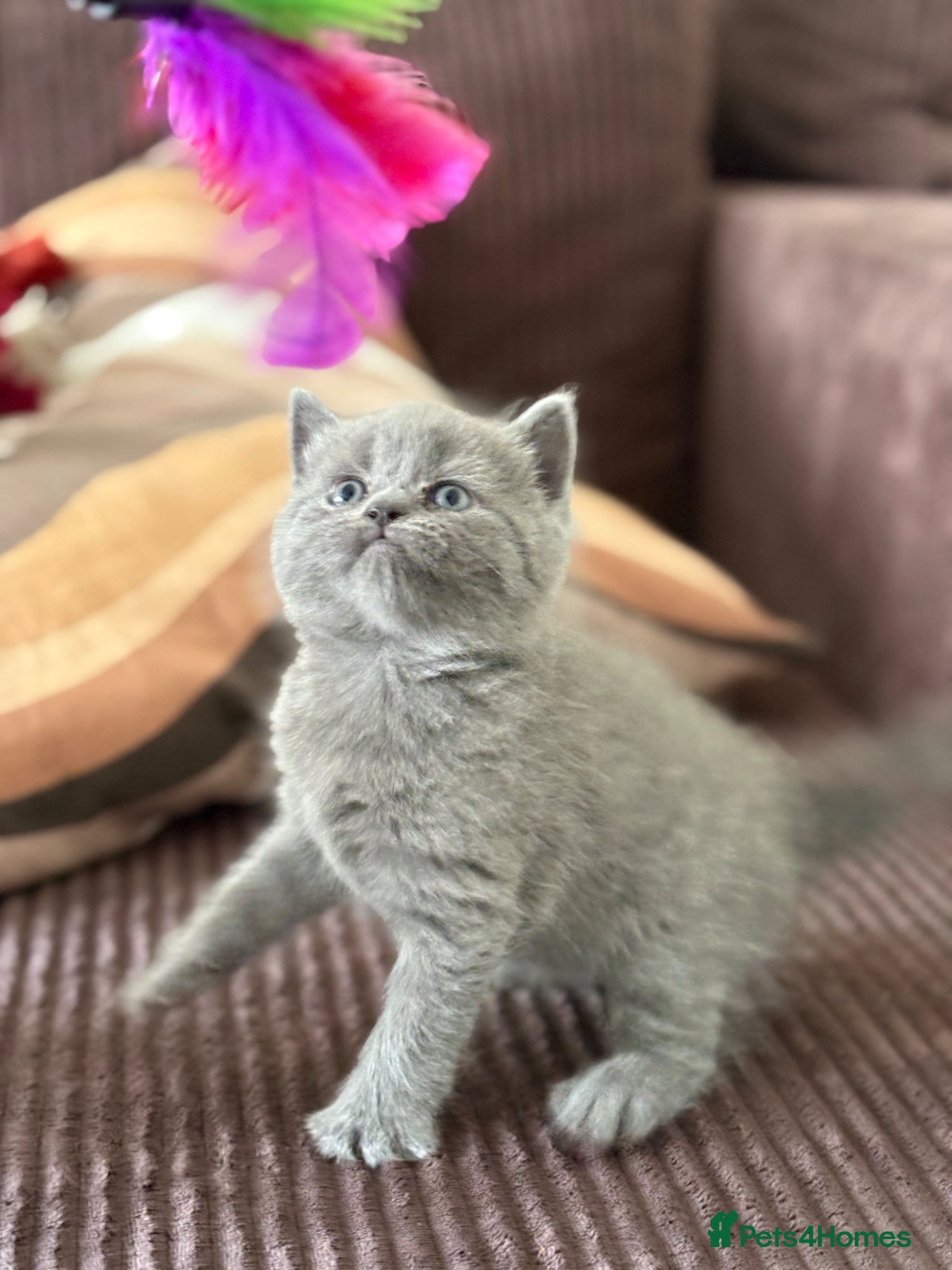 British Shorthair cats British shorthair chocolate and blue girls - Advert 11