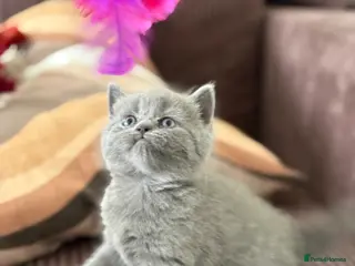British Shorthair cats British shorthair chocolate and blue girls - Advert 11