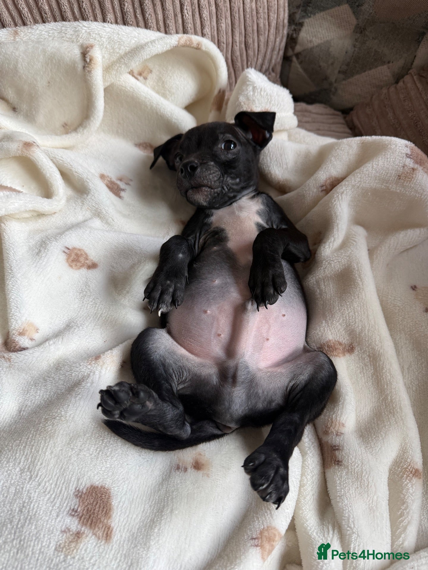 Mixed Breed dogs Staffy cross puppy  - Advert 2
