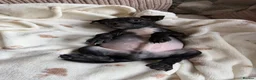 Mixed Breed dogs for sale: Staffy cross puppy  - Advert 1