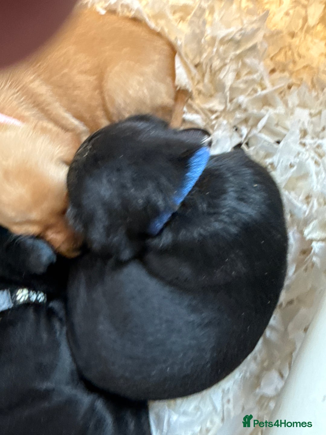 Labrador Retriever dogs for sale: LABRADOR PUPPIES FULL PEDIGREE K. C REG. - Advert 17