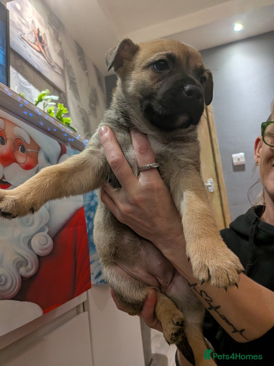 Mixed Breed dogs for sale: MixedBreed Mum Bullboxer Dad-King German Shepherd  - Advert 16