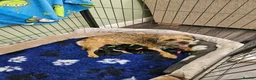 Border Terrier dogs for sale: KC Registered, family home raised Border Terrier in Doncaster - Advert 2