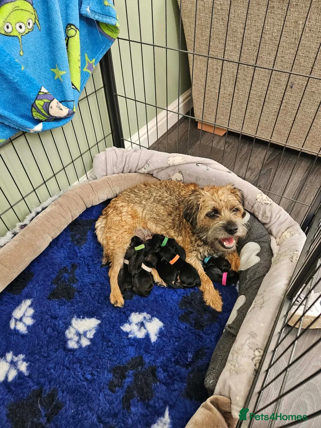Border Terrier dogs for sale: KC Registered, family home raised Border Terrier in Doncaster - Advert 2