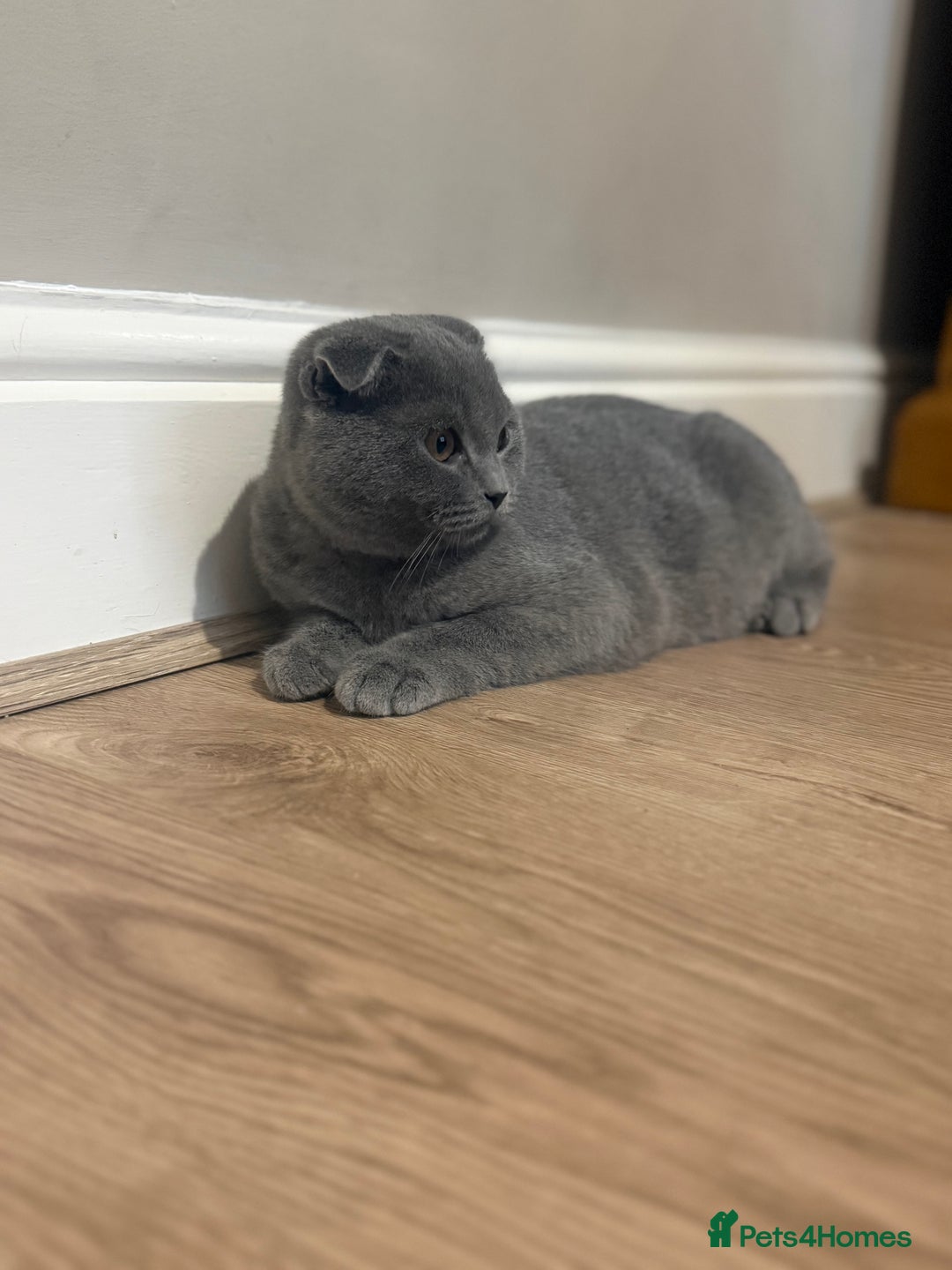 Scottish Fold cats for sale: Stunning Male lilac BSH & Grey Scottish Fold x BSH - Advert 16