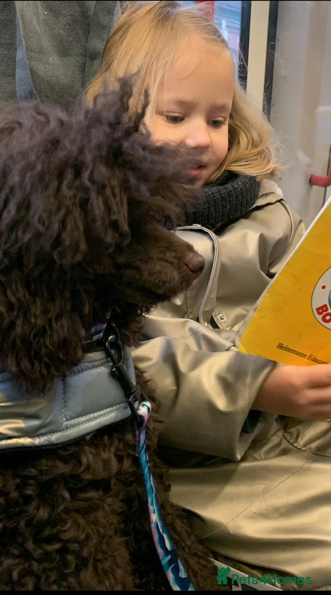 Cavapoo dogs for sale: 🐩 Stunning Chocolate mini KC Poodle – Lorde– 🐩 - Advert 8