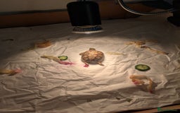 Tortoise reptiles for sale: Greek Spur Baby Tortoises Hatched 2025 - Image 8