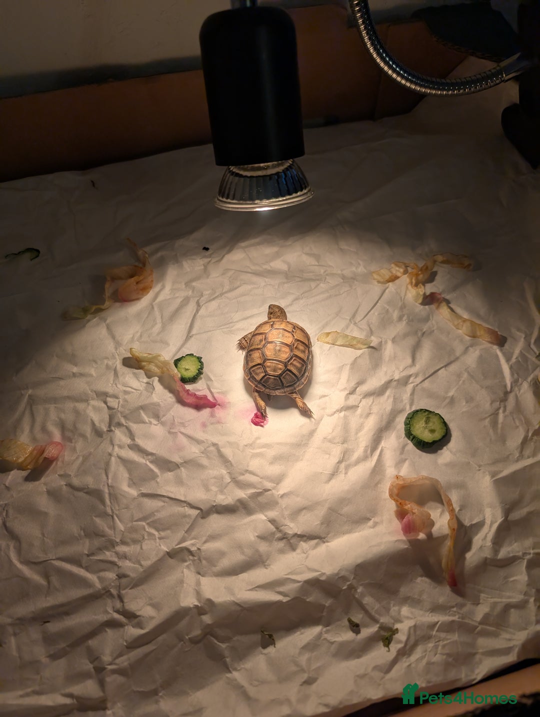 Tortoise reptiles for sale: Greek Spur Baby Tortoises Hatched 2025 - Image 8