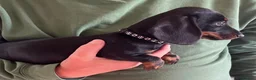 Miniature Dachshund dogs for sale: Beautiful miniature Dachunds - Advert 15