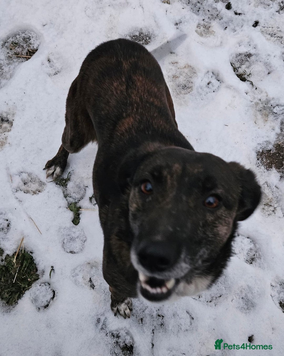 Mixed Breed dogs for adoption: LOLA – Gentle Soul, Bright Eyes & Pure Devotion🤍 - Advert 18