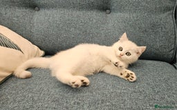 Scottish Fold cats for sale: Excellent Scottish straight kittens  - Image 14