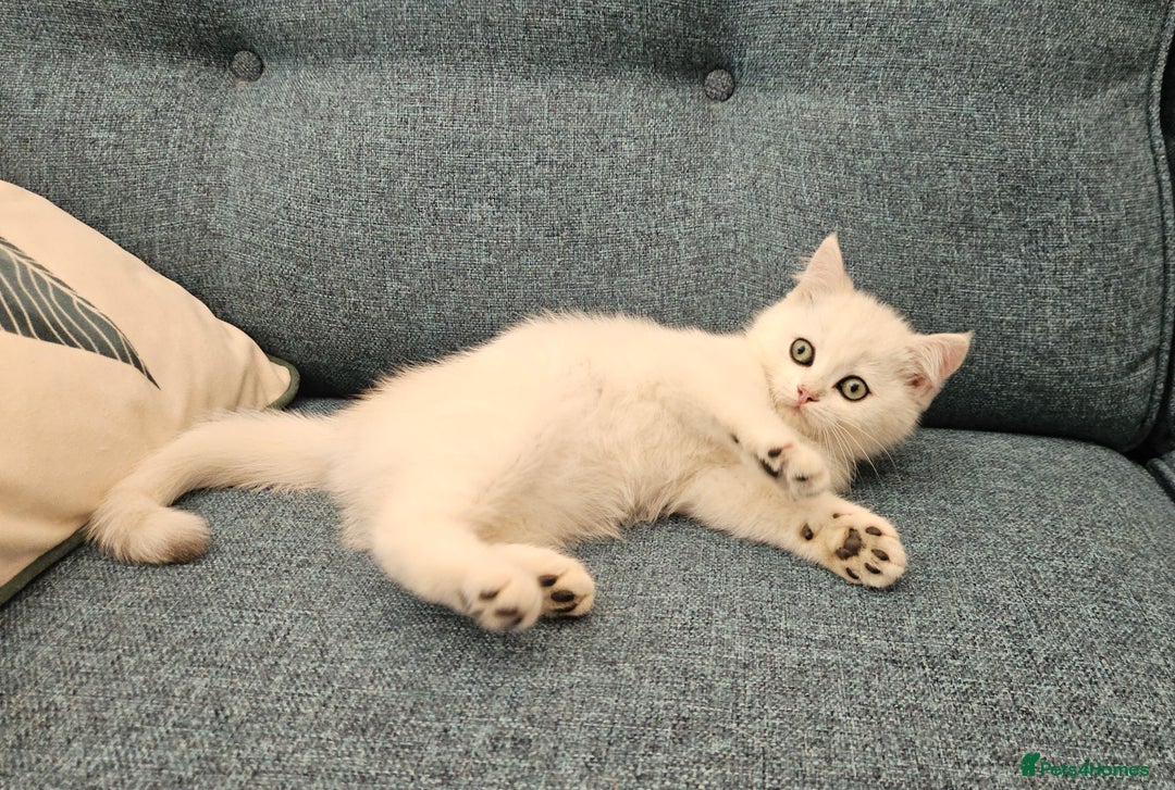 Scottish Fold cats for sale: Excellent Scottish straight kittens  - Image 14