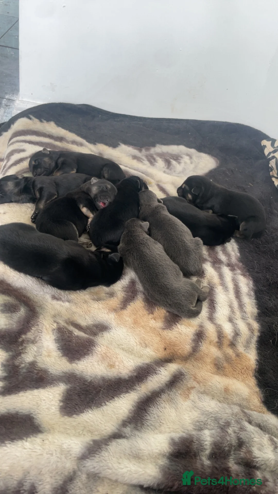 German Shepherd dogs for sale: I have 9 puppies for sale at an good price  in London - Advert 2